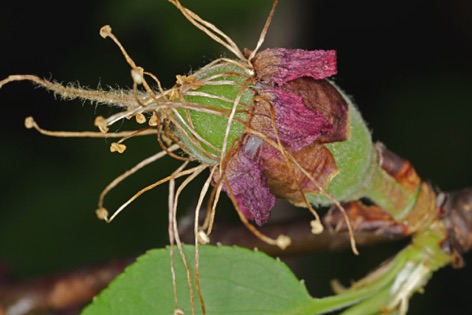 Albicocco